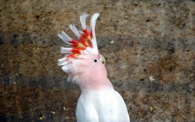 Major-Mitchells-Cockatoo