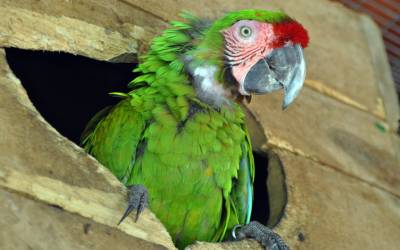 Military-Macaw-Ara-Militaris