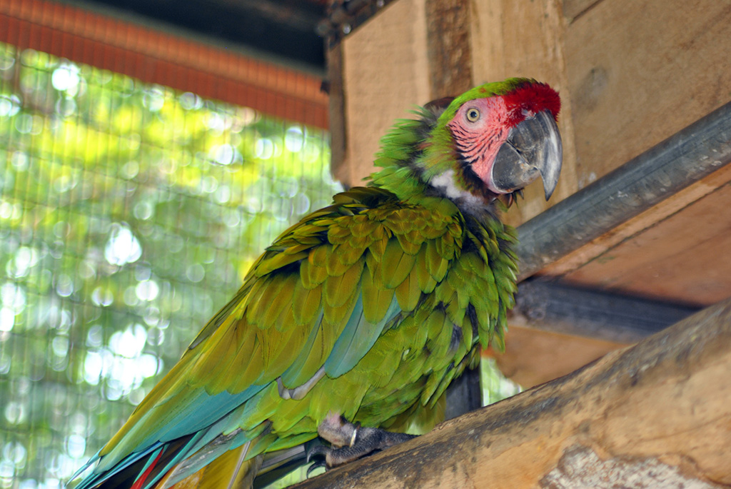 Military Macaw (Ara Militaris)