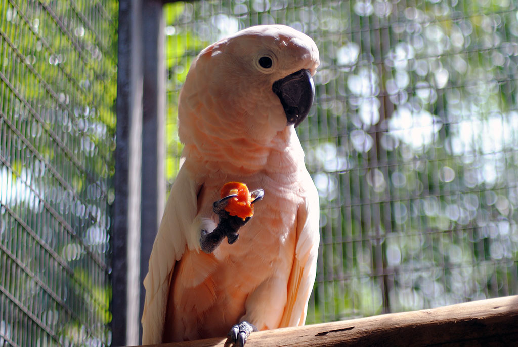 Moluccan-Cockatoo