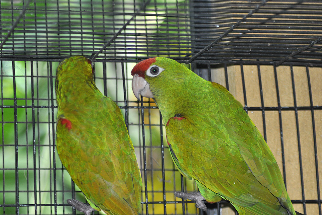 Red Masked Parakeet (Psittacara Erythrogenys)