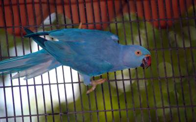 Blue-Ringneck-Parrot