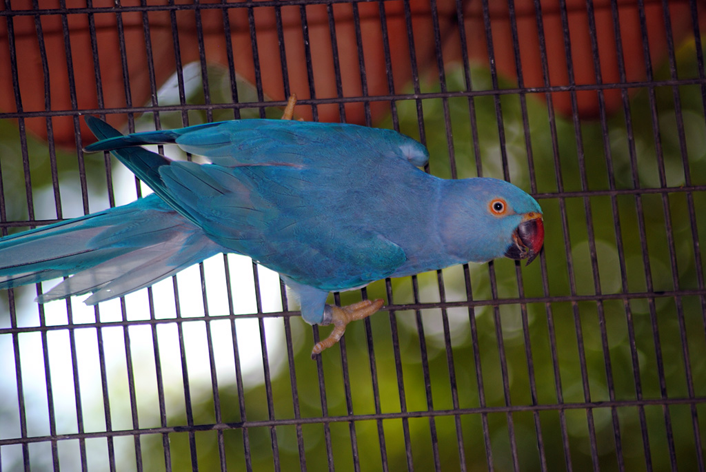 Blue-Ringneck-Parrot