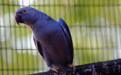 Cobalt-Ringneck-Parrot