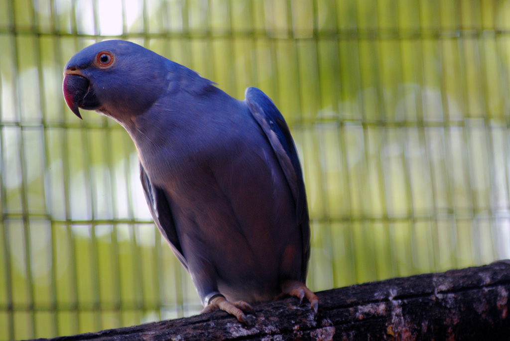 Cobalt Ringneck Parrot