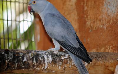 Grayringneck-Parrot