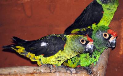 Jardines-Parrot-Poicephalus-Gulielmi