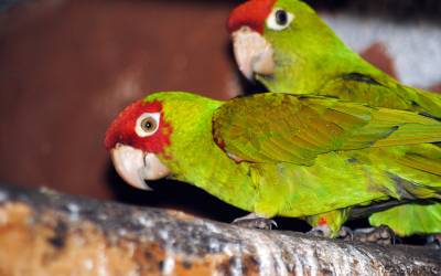 Red-Masked-Conure