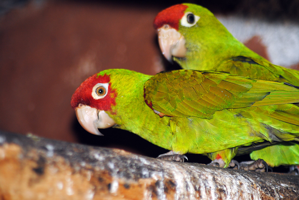 Red-Masked-Conure