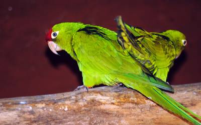 Red-Masked-Parakeet-Psittacara-Erythrogenys