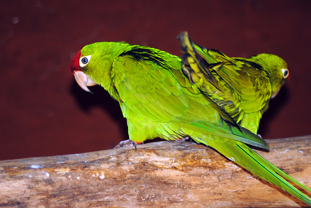 Red-Masked-Parakeet-Psittacara-Erythrogenys
