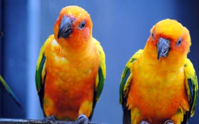 Sun-Conure