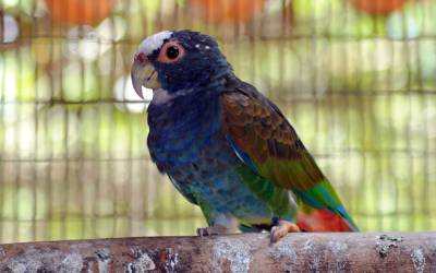 White-Capped-Parrot-Pionus-Seniloides