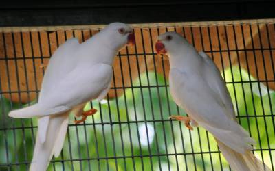 White-Ringneck-Parrot