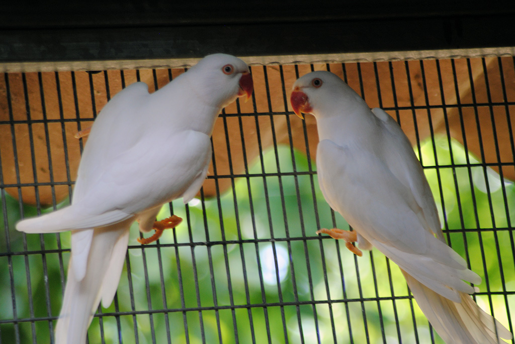 White-Ringneck-Parrot