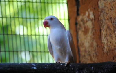 White-Ringneck-Parrot