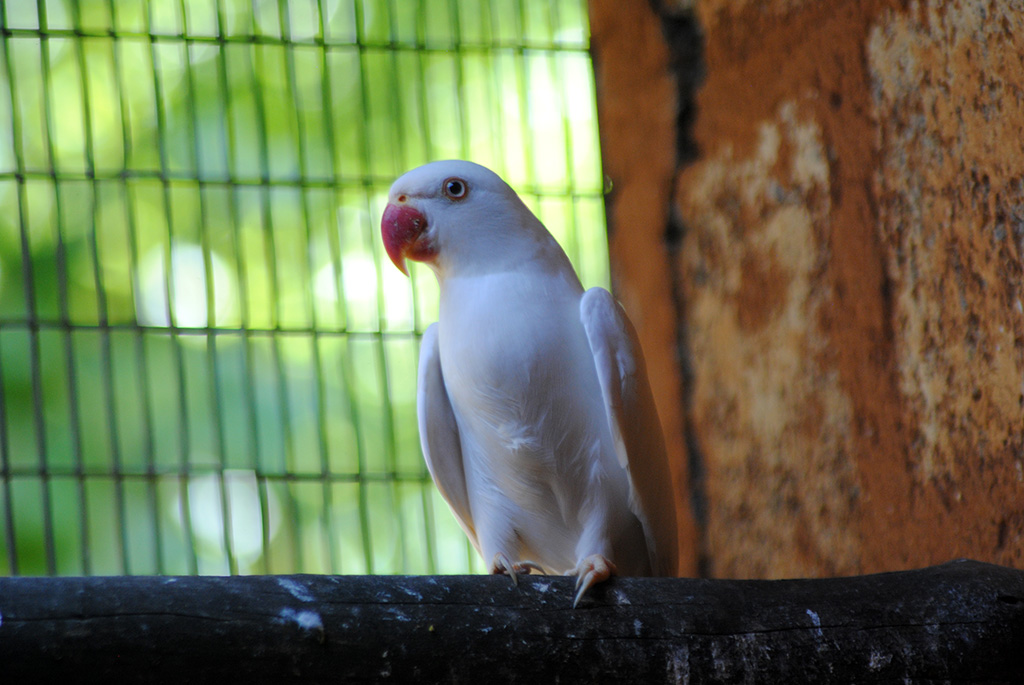 White Ringneck Parrot