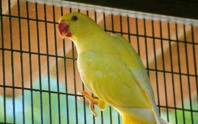 Yellow-Ringneck-Parrot