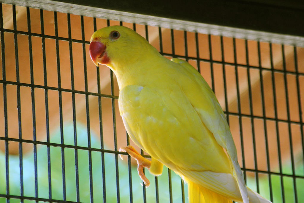 Yellow-Ringneck-Parrot