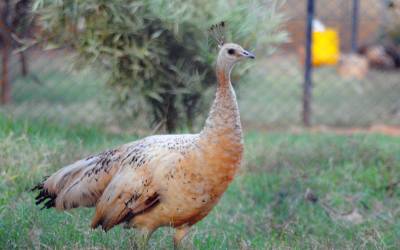 Black-Winged-Peacock-Female