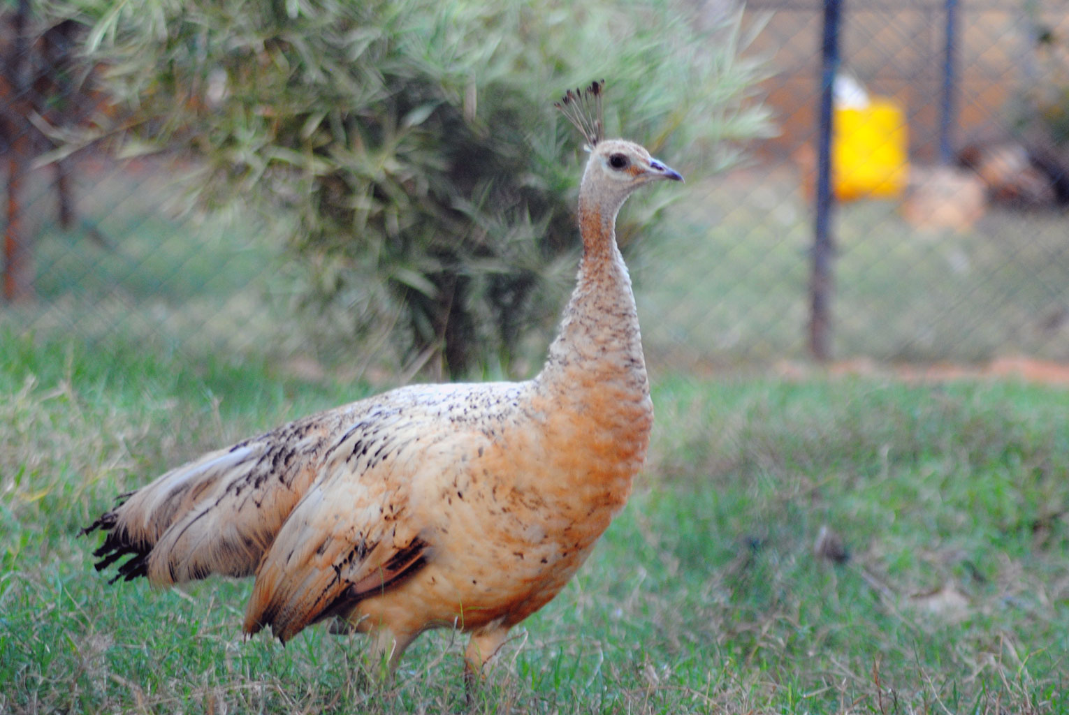 Black-Winged-Peacock-Female