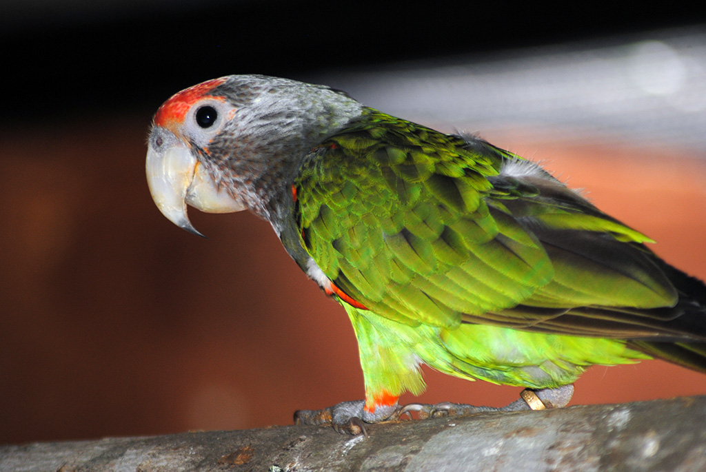 Cape Parrot (Poicephalus Robustus)