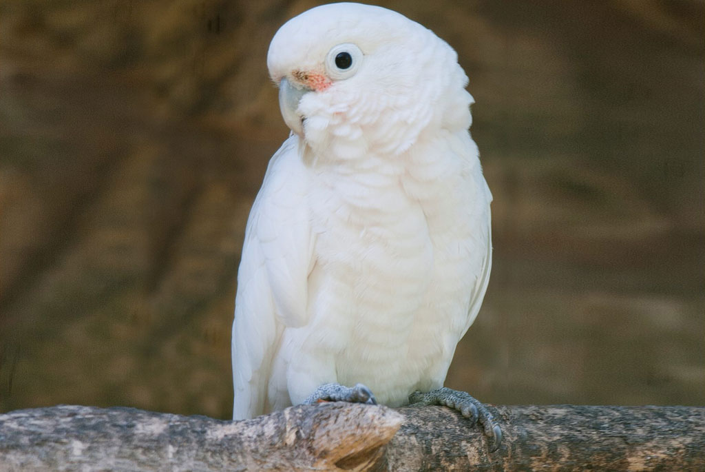 Goffin's Cockatoo (Cacatua Goffiniana)