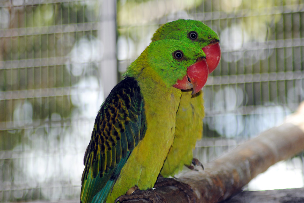 Great Billed Parrot (Tanygnathus Megalorynchos)