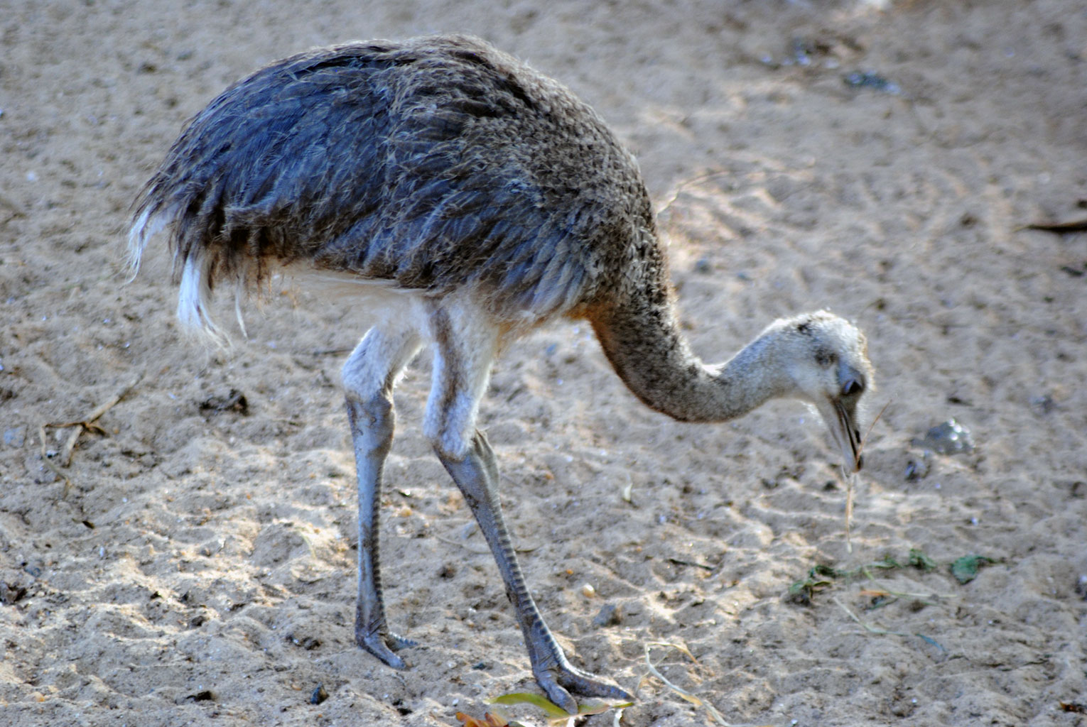 Greater-Rhea-Chick