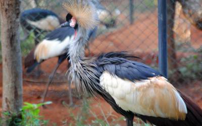 Grey-Crowned-Crane-Balearica-Regulorum