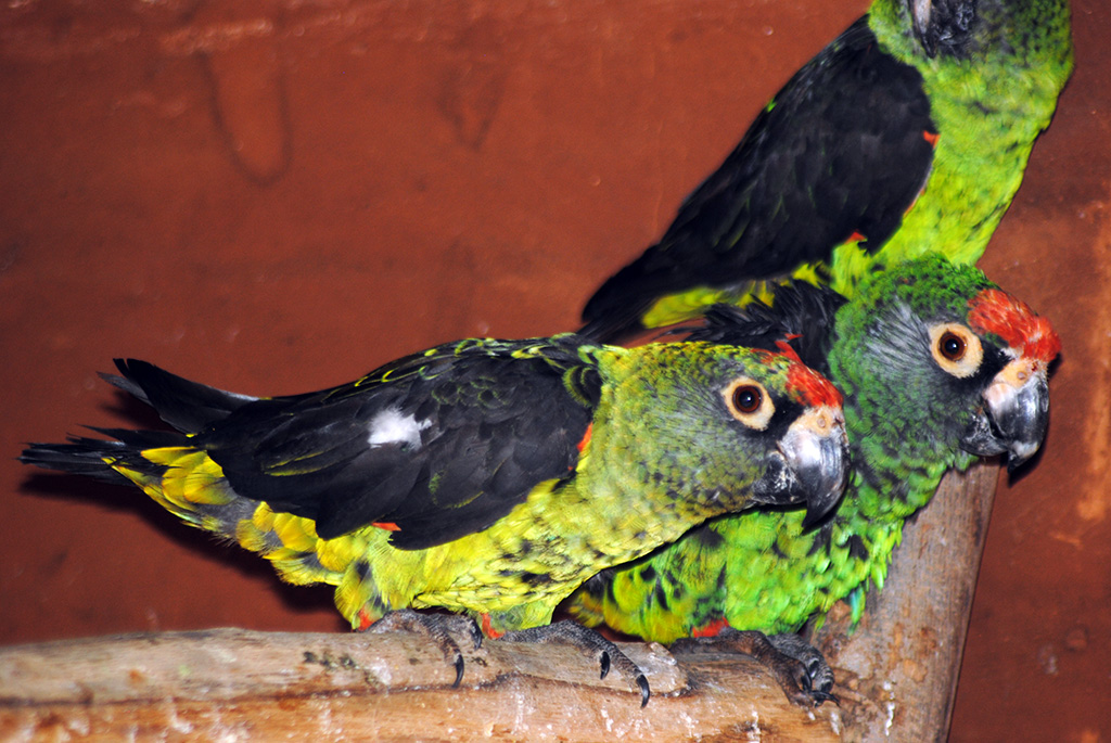 Jardines Parrot (Poicephalus Gulielmi)