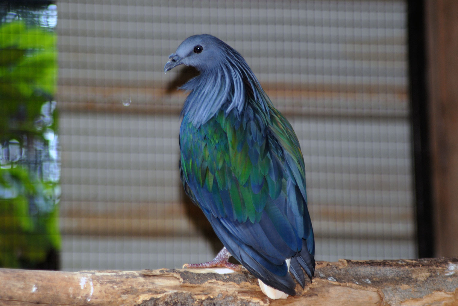 Nicobar Pigeon (Caloenas Nicobarica)