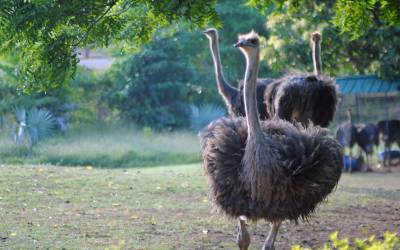Ostrich-Struthio-Camelus