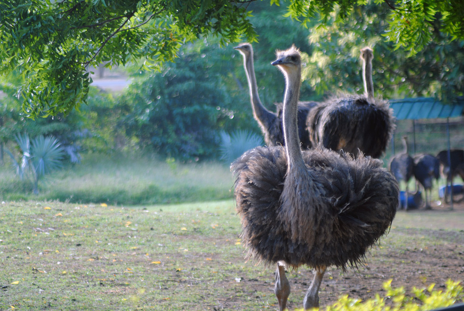 Ostrich-Struthio-Camelus