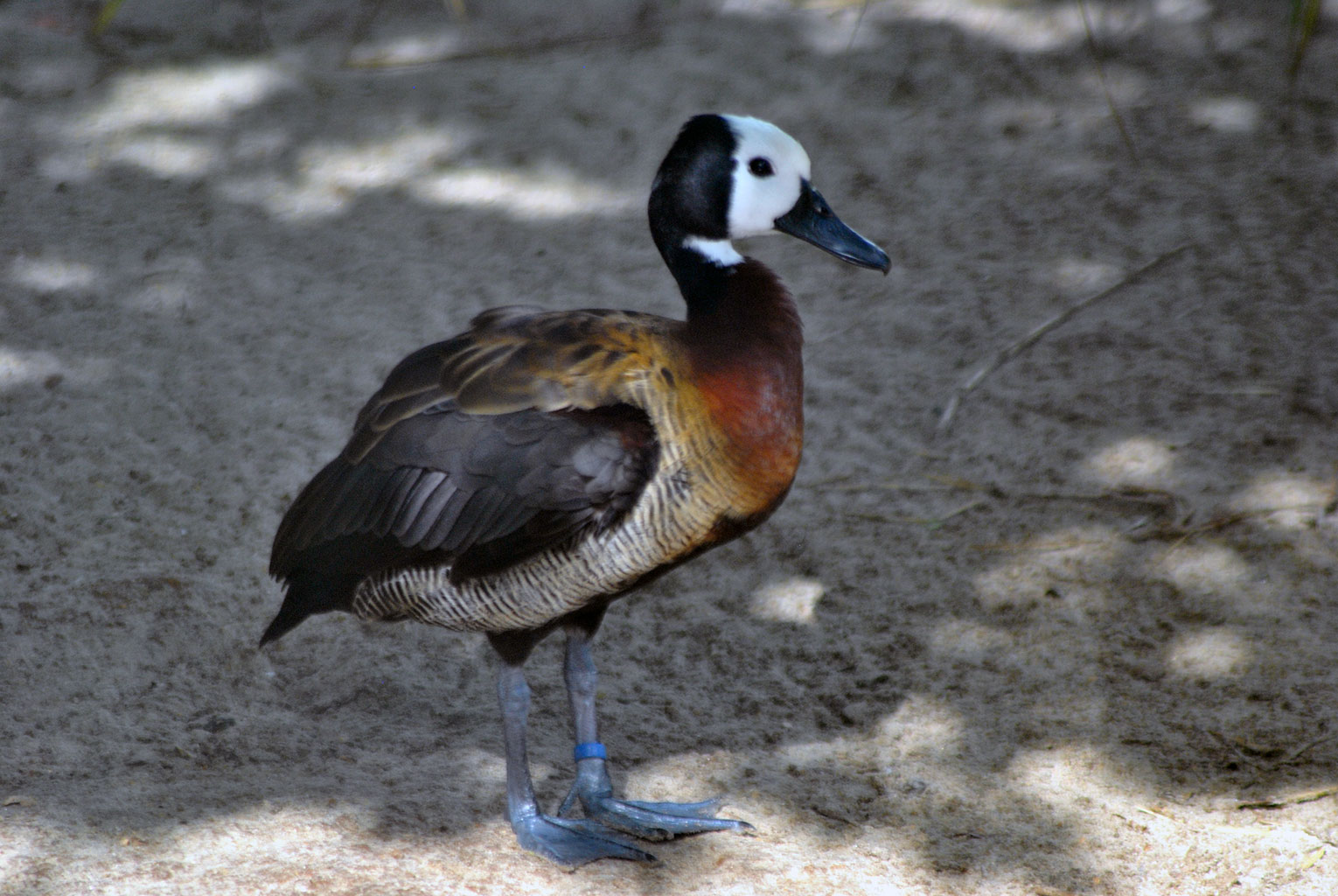 White Faced Whistling Duck