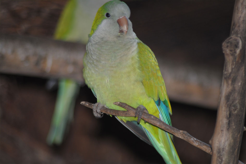 Monk Parakeet (Myiopsitta Monachus)
