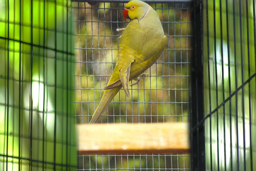 Olive Ringneck Parrot