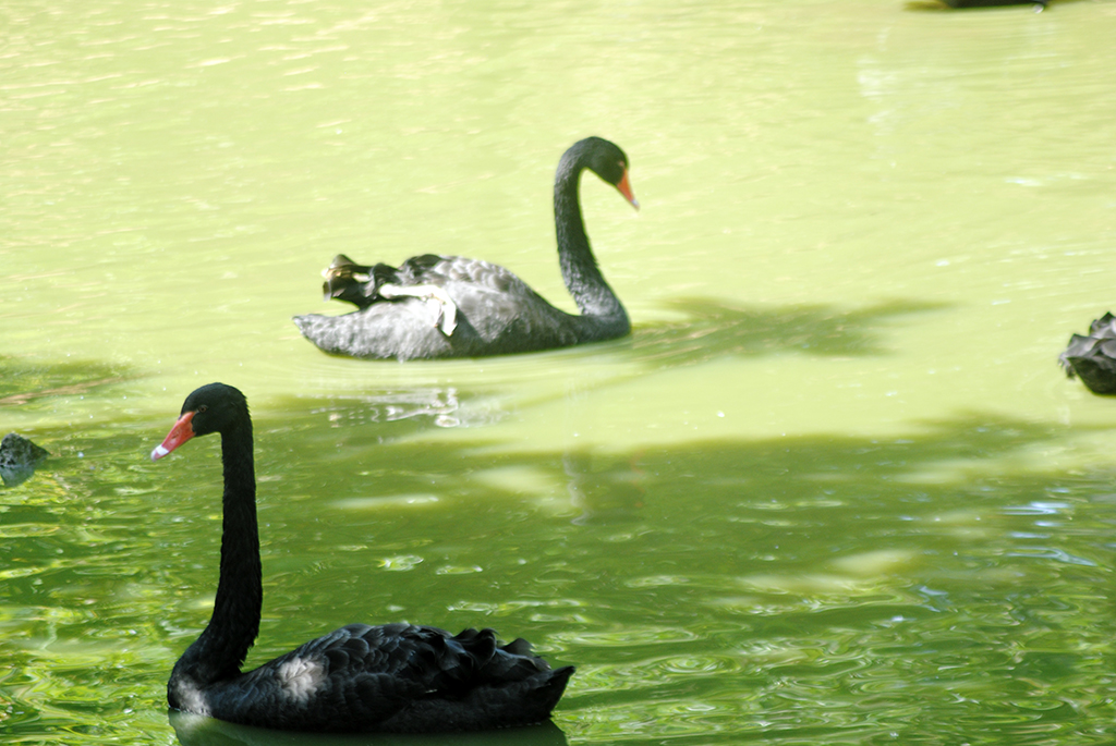 Black Swan (Cygnus Atratus)