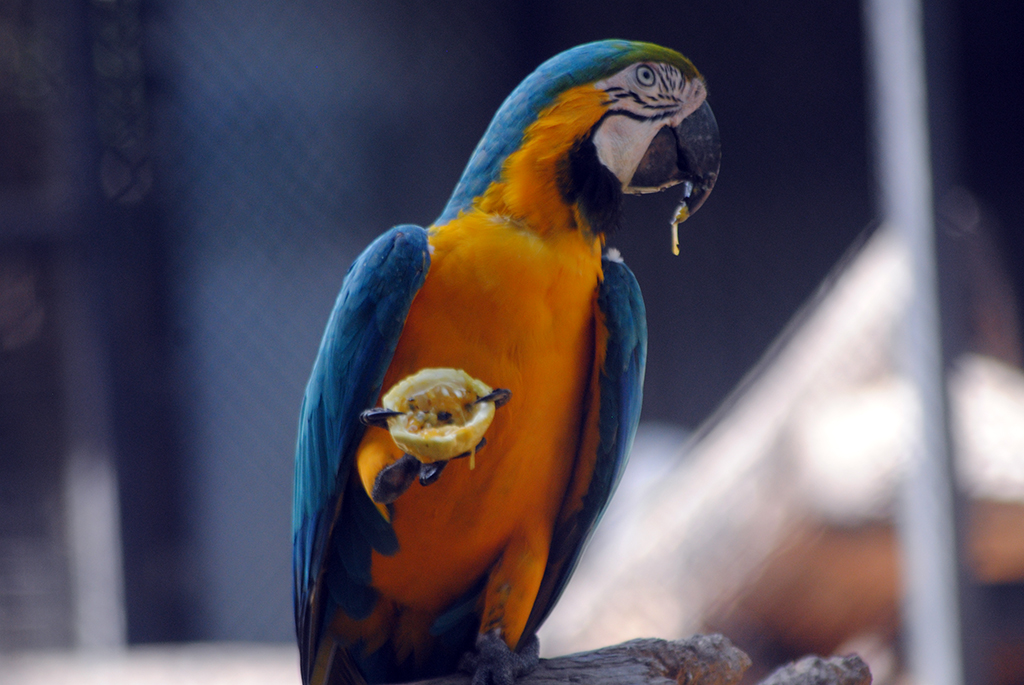 Blue and Yellow (Macaw Ara Ararauna)
