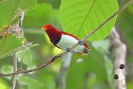 King Bird of Paradise (Cicinnurus Regius)