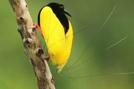 Twelve Wired Bird of Paradise (Seleucidis Melanoleucus)