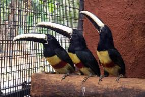 Black Necked Aracari (Pteroglossus Aracari ) Brazil