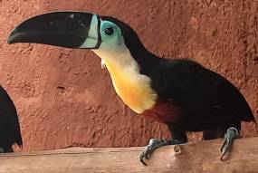 Channel Billed Toucan (Ramphastos Vitellinus)