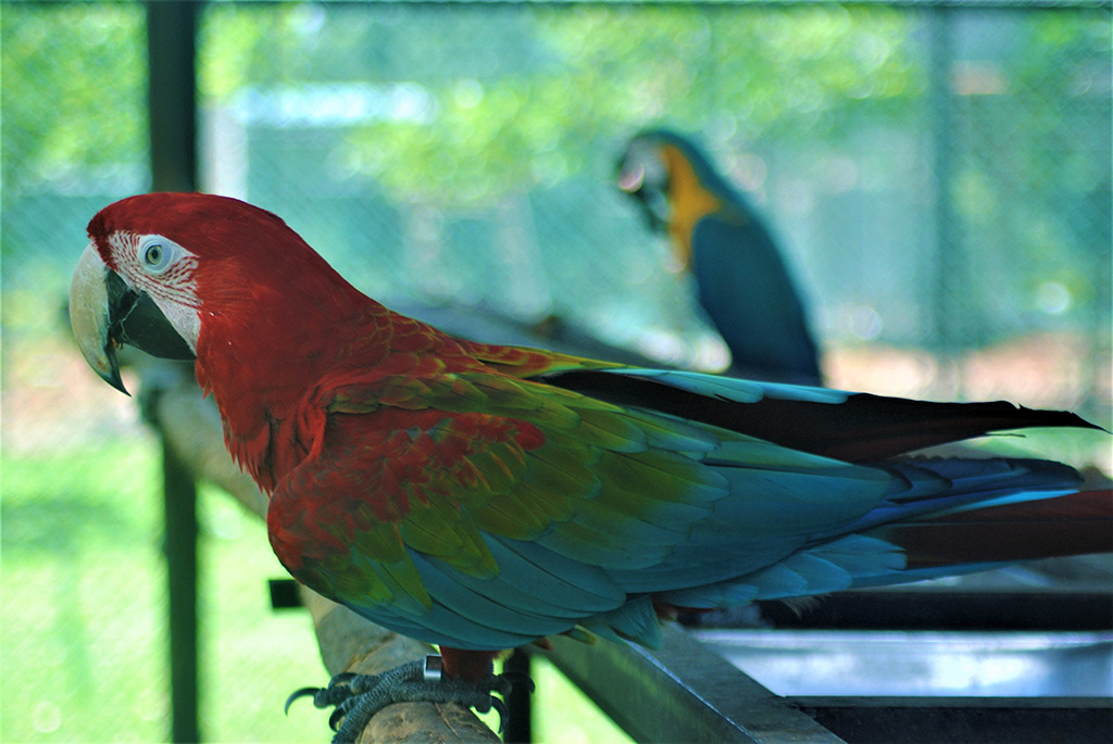 Green Winged Macaw (Ara Chloropterus)