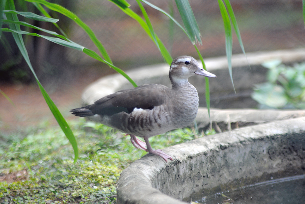 Ringed Teal Duck (Callonetta Leucophrys)