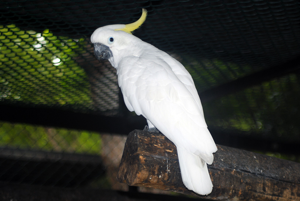 Sulphur-Crested Cockatoo (Cacatua Galerita)