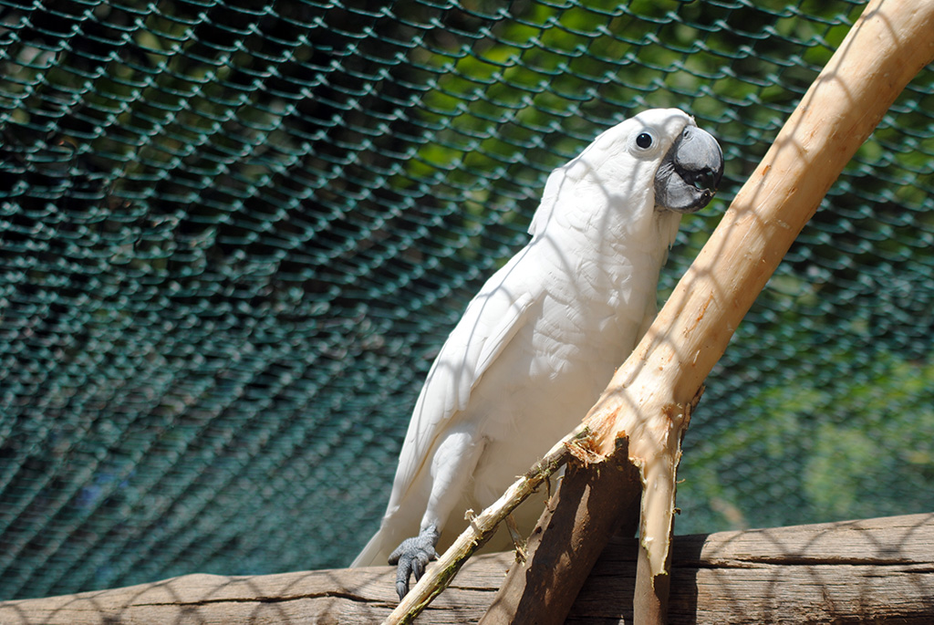Umbrella Cockatoo (Cacatua alba)