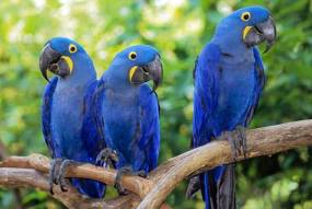 Hyacinth macaw (Anodorhynchus hyacinthinus)