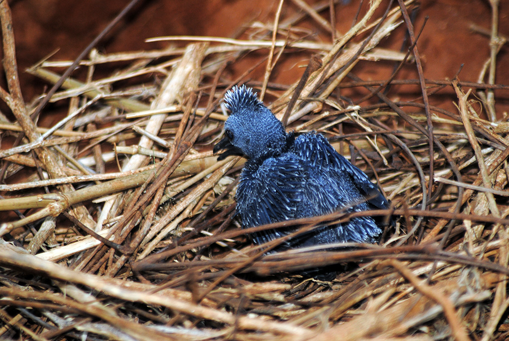 Victoria crown pigeon chick (Goura victoria)